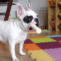 可爱狗狗头像下载