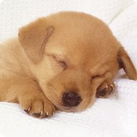 可爱狗狗头像+微信