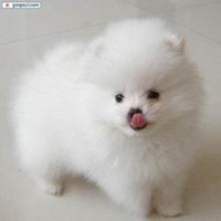 可爱狗头像高清