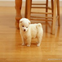 可爱狗狗头像高清