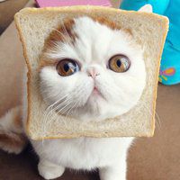 可爱狗狗头像高清