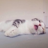 可爱狗狗头像高清