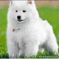 可爱狗头像高清