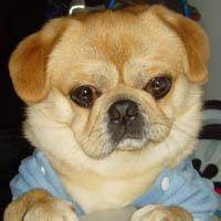 可爱狗头像高清