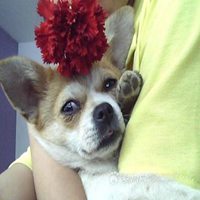 可爱狗狗头像+微信