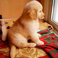 可爱狗头像高清大图