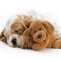 可爱狗狗头像可爱