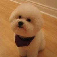 可爱狗狗头像加表情