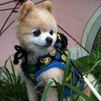 可爱狗头像中华田园犬