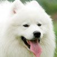 可爱狗头像高清大图