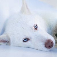 可爱狗狗头像下载