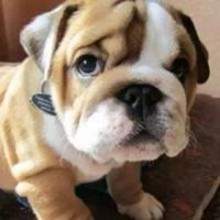 可爱狗狗头像高清