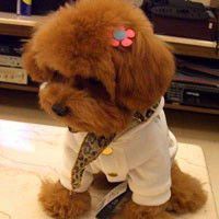 可爱狗狗头像图