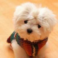 可爱狗头像漫画可爱