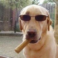 可爱狗狗头像情侣头像