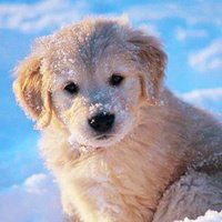 可爱狗头像漫画可爱