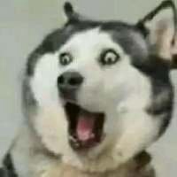 可爱狗头像漫画可爱