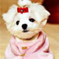 q版超可爱狗狗头像