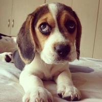 可爱狗狗头像图