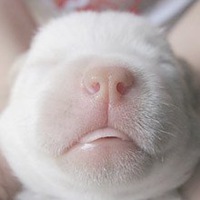 可爱狗头像漫画可爱