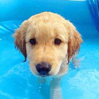 可爱狗狗头像下载