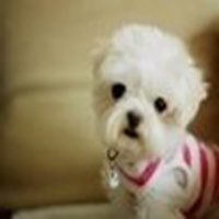 可爱狗头像中华田园犬