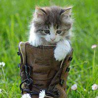 可爱狗头像中华田园犬