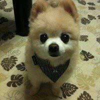 可爱狗狗头像情侣头像