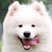 可爱狗狗头像图