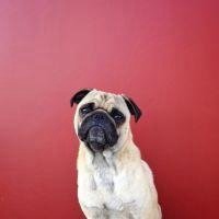 可爱狗头像漫画可爱