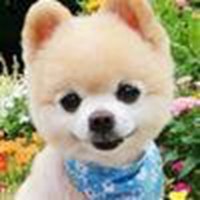 可爱狗头像高清大图