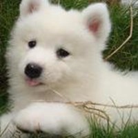 可爱狗头像情侣头像