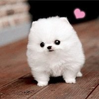 可爱狗头像高清