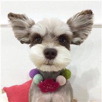 可爱狗头像高清大图