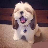 可爱狗狗头像高清