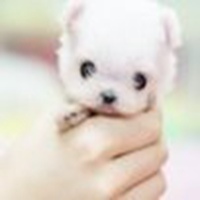 可爱狗头像高清