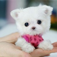 可爱狗狗头像微信头像