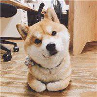 本命年可爱狗狗头像