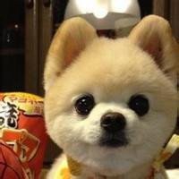 本命年可爱狗狗头像