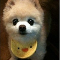 可爱狗头像情侣头像