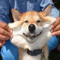 可爱狗头像漫画