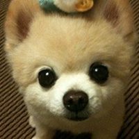 可爱狗狗头像高清