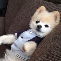 可爱狗狗头像博美犬