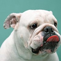 可爱狗头像情侣头像