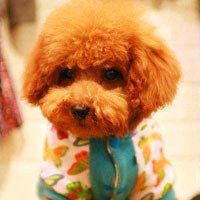 可爱狗头像高清