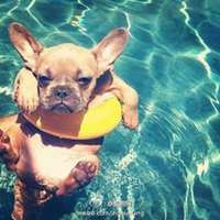 可爱狗狗头像情侣头像