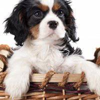 可爱狗狗头像高清