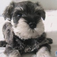 可爱狗头像一左一右