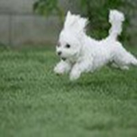 可爱狗狗头像+微信