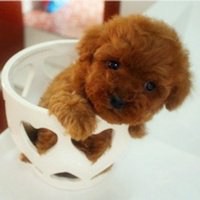 可爱狗狗头像+微信